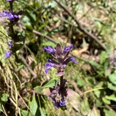 Ajuga australis at Cotter River, ACT - 8 Dec 2024 11:10 AM