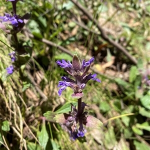 Ajuga australis at Cotter River, ACT - 8 Dec 2024 11:10 AM