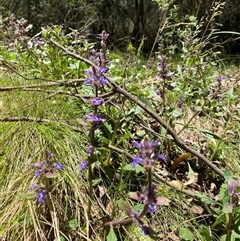 Ajuga australis at Cotter River, ACT - 8 Dec 2024 11:10 AM