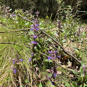 Ajuga australis at Cotter River, ACT - 8 Dec 2024 11:10 AM