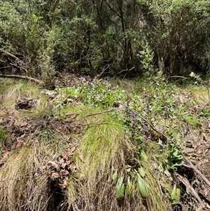 Ajuga australis at Cotter River, ACT - 8 Dec 2024 11:10 AM