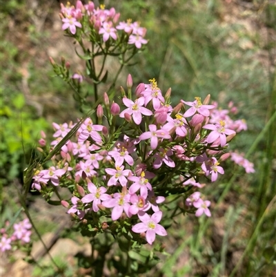 Centaurium erythraea (Common Centaury) at Cotter River, ACT - 8 Dec 2024 by Mulch