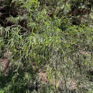 Acacia pravissima at Cotter River, ACT - 8 Dec 2024 11:13 AM