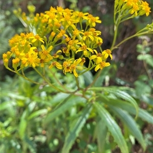 Senecio linearifolius at Cotter River, ACT - 8 Dec 2024 11:13 AM