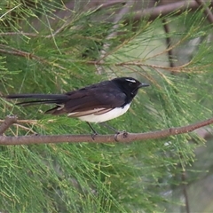 Rhipidura leucophrys (Willie Wagtail) at Isabella Plains, ACT - 7 Dec 2024 by RodDeb