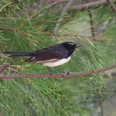 Rhipidura leucophrys (Willie Wagtail) at Isabella Plains, ACT - 7 Dec 2024 by RodDeb