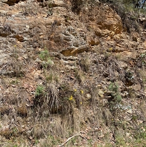 Unidentified Daisy at Cotter River, ACT by Mulch