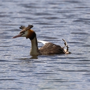 Podiceps cristatus (Great Crested Grebe) at Isabella Plains, ACT by RodDeb