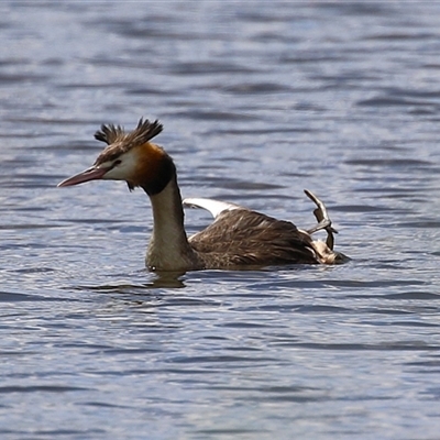 Podiceps cristatus (Great Crested Grebe) at Isabella Plains, ACT - 7 Dec 2024 by RodDeb