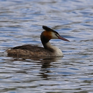 Podiceps cristatus at Isabella Plains, ACT - 7 Dec 2024 11:34 AM