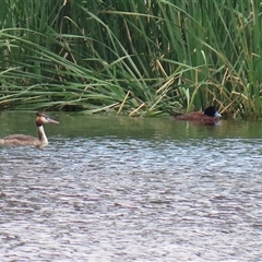 Podiceps cristatus at Isabella Plains, ACT - 7 Dec 2024 11:34 AM