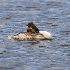 Podiceps cristatus at Isabella Plains, ACT - 7 Dec 2024 11:34 AM