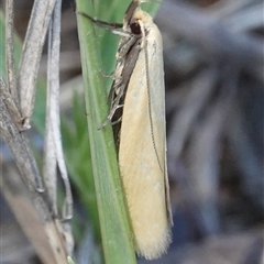 Telocharacta metachroa (A concealer moth) at Hall, ACT - 8 Dec 2024 by Anna123