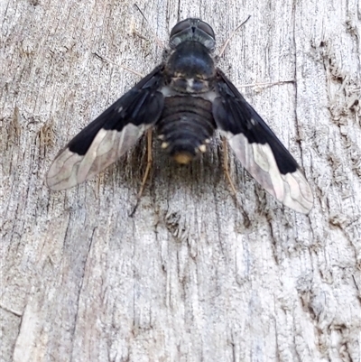 Balaana sp. (genus) (Bee Fly) at Barren Grounds, NSW - 8 Dec 2024 by PaperbarkNativeBees