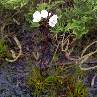 Drosera binata (Forked Sundew) at Barren Grounds, NSW - 8 Dec 2024 by PaperbarkNativeBees