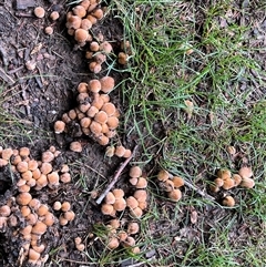 Coprinellus etc. (An Inkcap) at Gordon, ACT - 7 Dec 2024 by GG