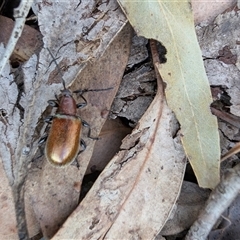 Ecnolagria grandis (Honeybrown beetle) at Lawson, ACT - 8 Dec 2024 by mroseby