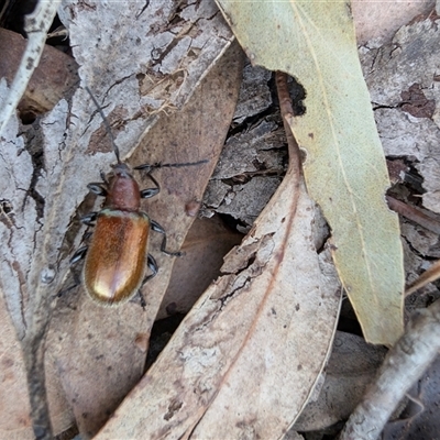 Ecnolagria grandis (Honeybrown beetle) at Lawson, ACT - 8 Dec 2024 by mroseby