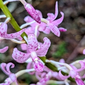 Dipodium sp. (A Hyacinth Orchid) at Mystery Bay, NSW by HelenCross