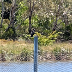 Phalacrocorax carbo at Lawson, ACT by mroseby