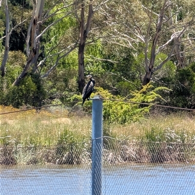 Phalacrocorax carbo (Great Cormorant) at Lawson, ACT - 8 Dec 2024 by mroseby