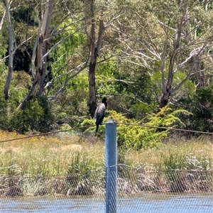 Phalacrocorax carbo at Lawson, ACT - 8 Dec 2024 12:40 PM