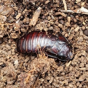 Panesthia australis (Common wood cockroach) at Goulburn, NSW by trevorpreston