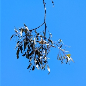 Unidentified Small (Robin, Finch, Thornbill etc) at Lawson, ACT by mroseby