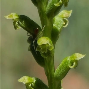 Microtis unifolia at Captains Flat, NSW - suppressed