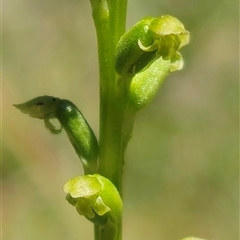 Microtis unifolia at Captains Flat, NSW - suppressed