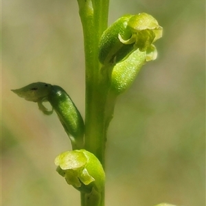 Microtis unifolia at Captains Flat, NSW - suppressed