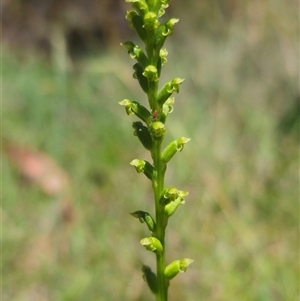 Microtis unifolia at Captains Flat, NSW - suppressed