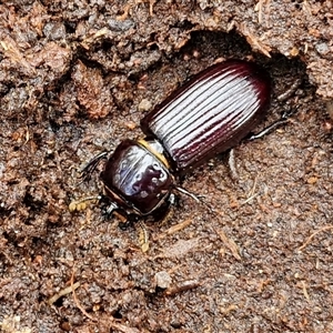 Unidentified Darkling beetle (Tenebrionidae) at Goulburn, NSW by trevorpreston