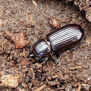 Aulacocyclus edentulus at Goulburn, NSW - 7 Dec 2024