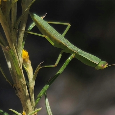 Orthodera ministralis at Captains Flat, NSW - 8 Dec 2024 by Csteele4