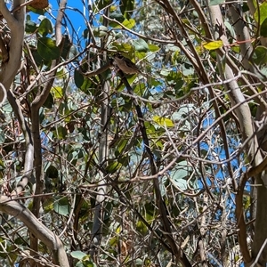 Melithreptus brevirostris at Lawson, ACT by mroseby