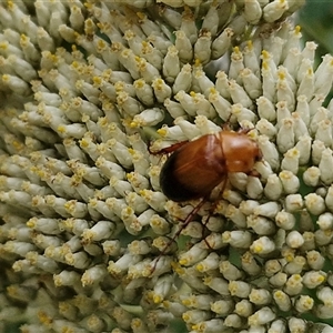 Phyllotocus macleayi at Goulburn, NSW - 7 Dec 2024