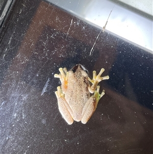 Litoria peronii at Harolds Cross, NSW by courtneyb