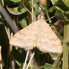 Scopula rubraria (Reddish Wave, Plantain Moth) at Gundaroo, NSW - 8 Dec 2024 by ConBoekel