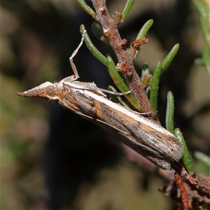 Etiella behrii (Lucerne Seed Web Moth) at Gundaroo, NSW by ConBoekel