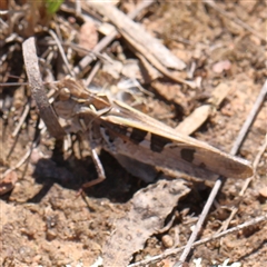 Oedaleus australis (Australian Oedaleus) at Gundaroo, NSW - 8 Dec 2024 by ConBoekel