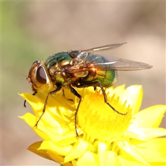 Chrysomya sp. (genus) (A green/blue blowfly) at Gundaroo, NSW - 8 Dec 2024 by ConBoekel