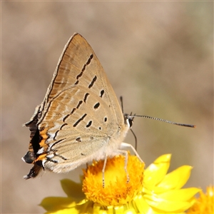 Jalmenus ictinus (Stencilled Hairstreak) at Gundaroo, NSW by ConBoekel