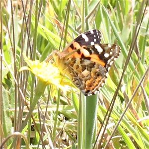 Vanessa kershawi (Australian Painted Lady) at Gundaroo, NSW by ConBoekel