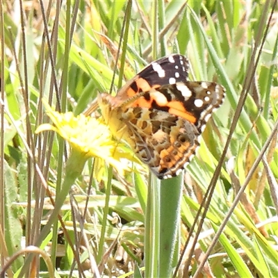 Vanessa kershawi (Australian Painted Lady) at Gundaroo, NSW - 7 Dec 2024 by ConBoekel