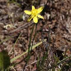 Tricoryne elatior (Yellow Rush Lily) at Gundaroo, NSW - 7 Dec 2024 by ConBoekel