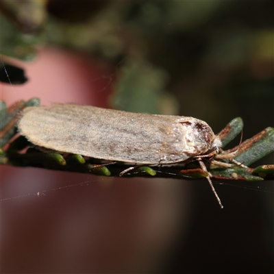 Philobota (genus) (Unidentified Philobota genus moths) at Gundaroo, NSW - 8 Dec 2024 by ConBoekel