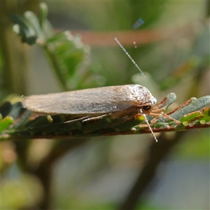 Philobota (genus) at Gundaroo, NSW - 8 Dec 2024