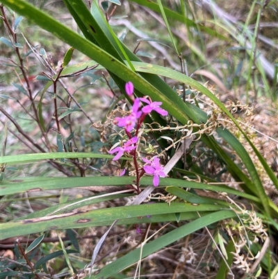 Stylidium montanum (alpine triggerplant) at Harolds Cross, NSW - 7 Dec 2024 by courtneyb