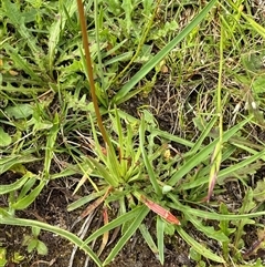 Stylidium montanum at Harolds Cross, NSW - 7 Dec 2024